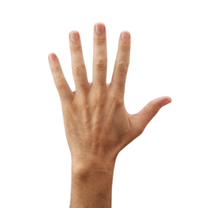 Palce u rąk i stóp